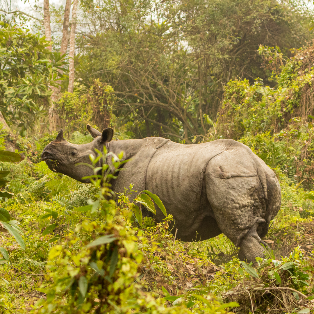 Kaziranga4.png
